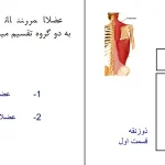 دانلود کتاب عضلات بدن انسان از بهنام قاسمی pdf