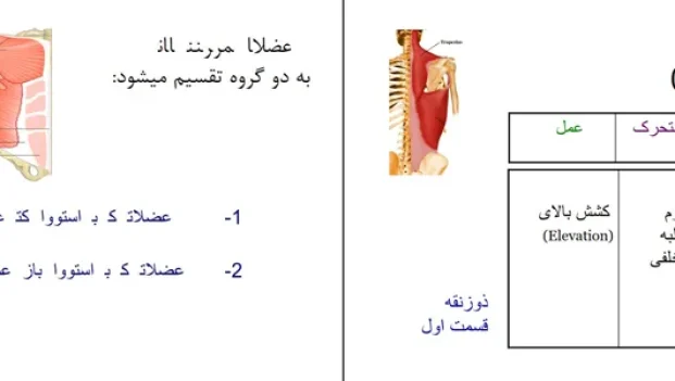 دانلود کتاب عضلات بدن انسان از بهنام قاسمی pdf