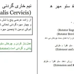 دانلود کتاب عضلات بدن انسان از بهنام قاسمی pdf