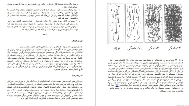 دانلود کتاب دنیای شگفت انگیز مغز اثر ماتیو مک دانلد pdf