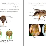 دانلود کتاب پرورش زنبور عسل اثر محمود حسینی pdf