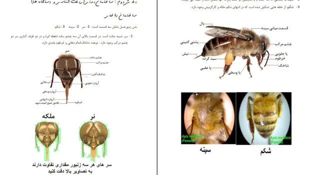 دانلود کتاب پرورش زنبور عسل اثر محمود حسینی pdf